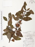 杜鵑桑寄生藏品圖，第1張