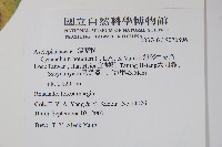 薄葉牛皮消藏品圖，第2張