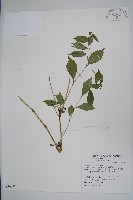 黃花鳳仙花藏品圖，第1張