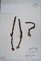 穗花蛇菰藏品圖，第1張