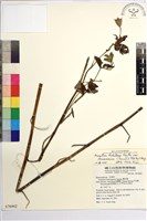 蔓烏頭藏品圖，第1張