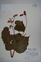 水鴨腳藏品圖，第1張