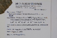 水鴨腳藏品圖，第2張