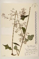 山苦藚、假福王草藏品圖，第1張