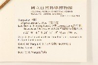 白頂飛蓬藏品圖，第2張