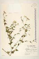 小蔓黃苑藏品圖，第1張