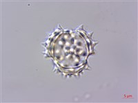 玉山抱莖籟簫藏品圖，第2張