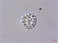 玉山抱莖籟簫藏品圖，第4張