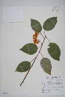 闊葉獼猴桃藏品圖，第1張