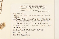 塔山澤蘭藏品圖，第2張