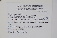 琉璃草藏品圖，第2張