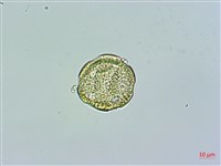 高山無心菜藏品圖，第2張