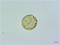 高山無心菜藏品圖，第3張