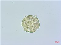 高山無心菜藏品圖，第4張