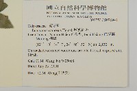 厚葉衛矛, 源一木藏品圖，第2張