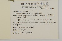 光果南蛇藤藏品圖，第2張