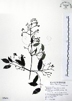 柱果鐵線蓮藏品圖，第1張