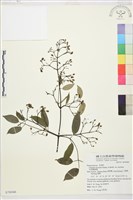 柱果鐵線蓮藏品圖，第2張