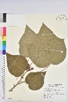 野桐藏品圖，第1張