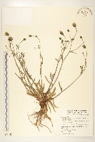 玉山毛蓮菜藏品圖，第1張