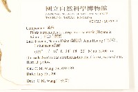 玉山毛蓮菜藏品圖，第2張