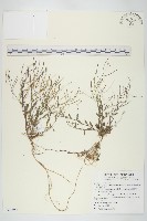 玉山筷子芥藏品圖，第1張