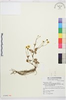 蓬萊毛茛藏品圖，第1張