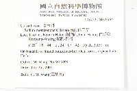 玉山佛甲草藏品圖，第2張