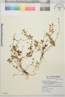 鹿場毛茛藏品圖，第1張