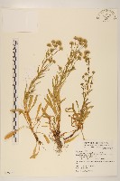 玉山飛蓬藏品圖，第1張