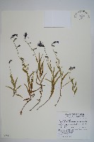 玉山沙參藏品圖，第1張