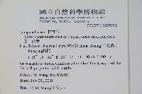 玉山沙參藏品圖，第2張