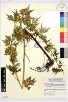 臺灣烏頭藏品圖，第1張