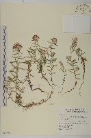 玉山抱莖籟簫藏品圖，第1張