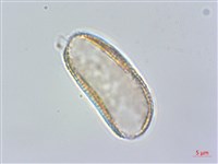 臺灣藜蘆藏品圖，第1張