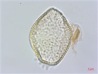 臺灣藜蘆藏品圖，第2張