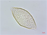 臺灣藜蘆藏品圖，第3張