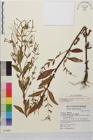 短葉柳葉菜藏品圖，第4張