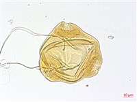 短葉柳葉菜藏品圖，第1張