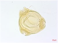 短葉柳葉菜藏品圖，第2張