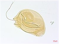 短葉柳葉菜藏品圖，第3張