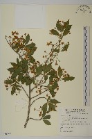 厚葉衛矛, 源一木藏品圖，第1張