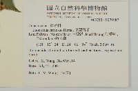 厚葉衛矛, 源一木藏品圖，第2張