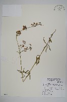 輪葉沙參藏品圖，第1張