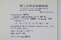 輪葉沙參藏品圖，第2張