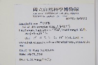 大葉馬兜鈴藏品圖，第2張