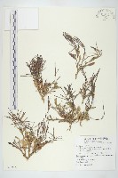 齒葉南芥、齒葉筷子芥藏品圖，第1張