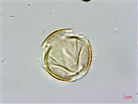 雙花金絲桃藏品圖，第1張