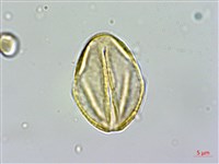 雙花金絲桃藏品圖，第2張