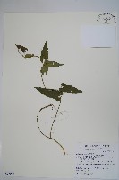 蜂窩馬兜鈴藏品圖，第1張